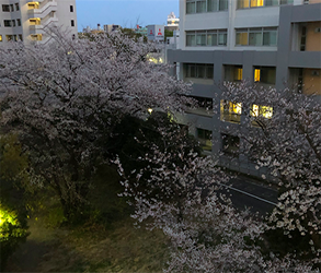 研究室から見える桜