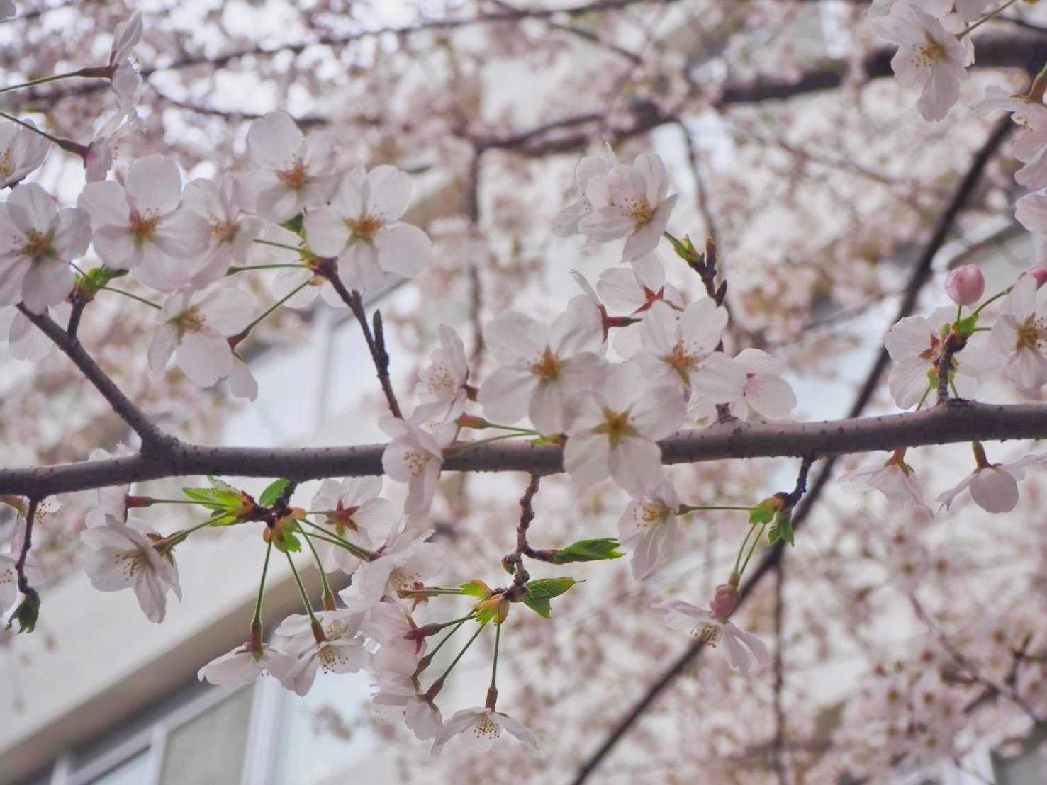 桜満開でした